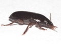 Harpalus latus